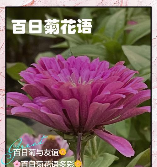菊花的含义与花语有哪些？