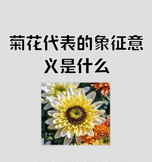 菊花的含义与花语有哪些？