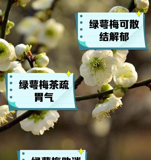 绿豆瓣植物的花语有何深意？