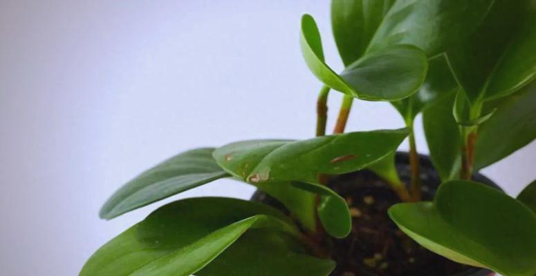 绿豆瓣植物的花语有何深意？