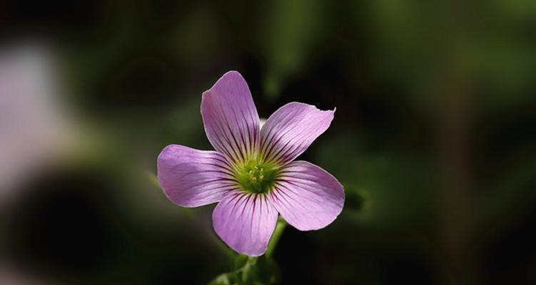 红花醡浆草花语是什么？如何表达坚强独特的情感？