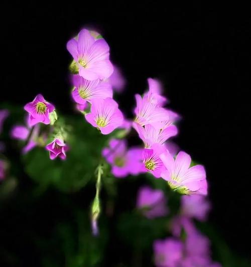 红花醡浆草花语是什么？如何表达坚强独特的情感？