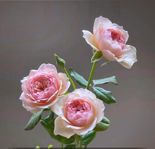 月季朱丽叶的花语有哪些含义？如何用它来表达爱意？