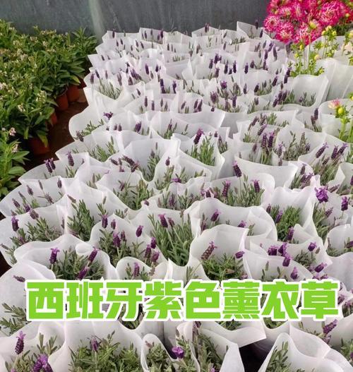薰衣草当然的花语是什么？如何用薰衣草表达爱意？