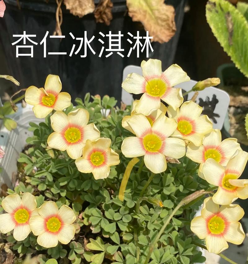 酢浆草花语大全有哪些？如何用酢浆草表达情感？