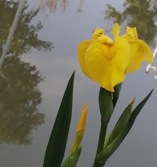 花语花匠惠州在哪里？如何找到专业的花语花匠？