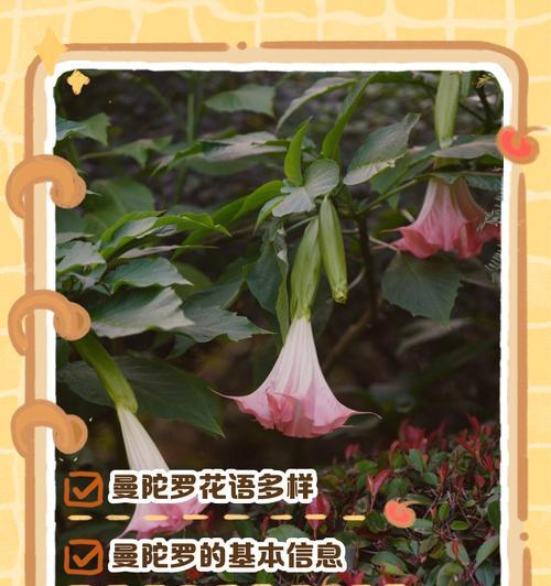 黑蛇曼陀罗的花语是什么？如何用黑蛇曼陀罗表达情感？