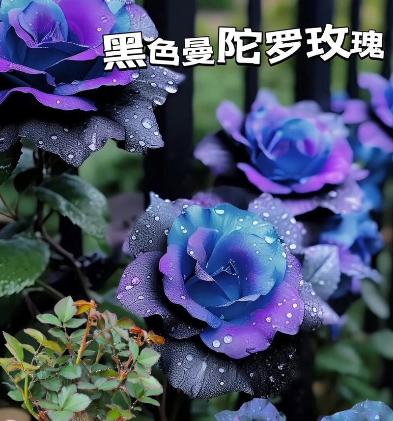黑蛇曼陀罗的花语是什么？如何用黑蛇曼陀罗表达情感？