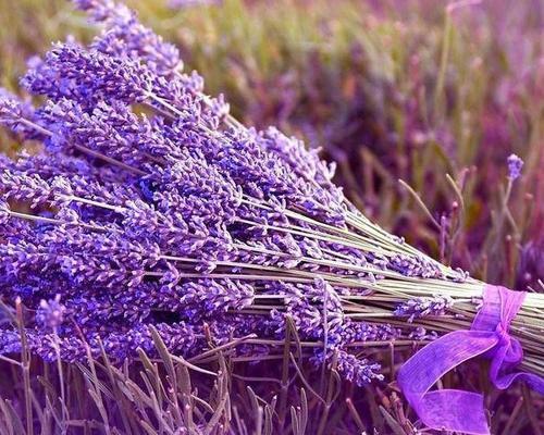 薰衣草花语奇迹是什么？如何用薰衣草创造奇迹？