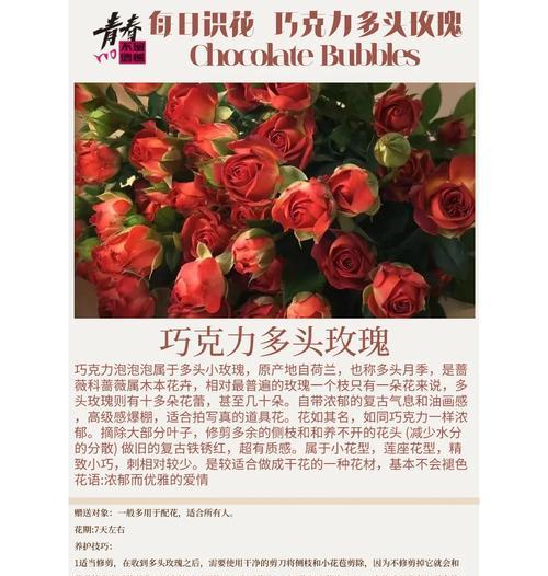 巧克力蕾丝的花语是什么？如何用巧克力蕾丝表达情感？
