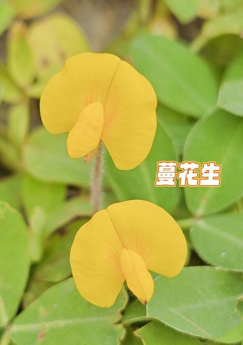 白色蔓陀罗的花语是什么？如何用白色蔓陀罗表达情感？