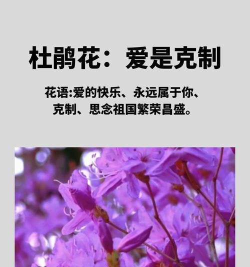 映山红的花语是什么？如何用映山红表达情感？