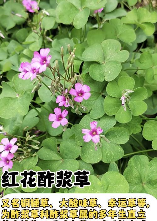 紫花醡浆草的花语是什么？如何用紫花醡浆草表达情感？