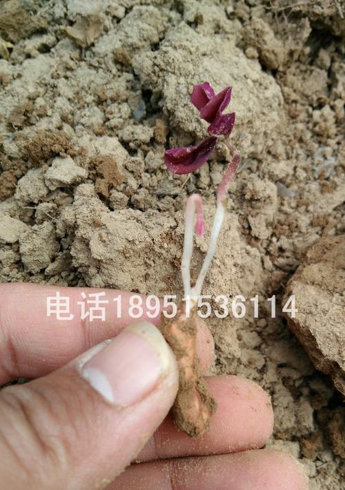 紫花醡浆草的花语是什么？如何用紫花醡浆草表达情感？
