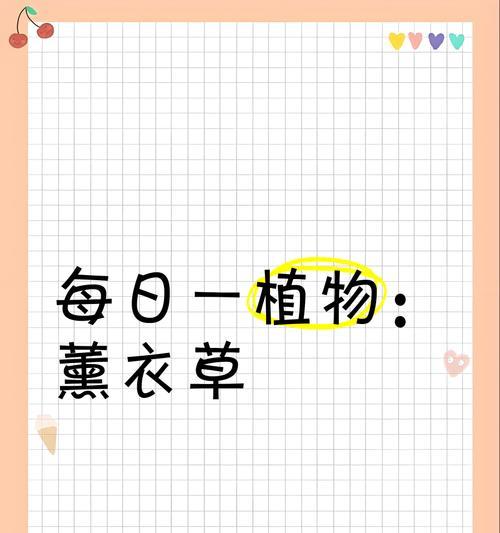 薰衣草花语故事有哪些？如何用薰衣草讲述故事？