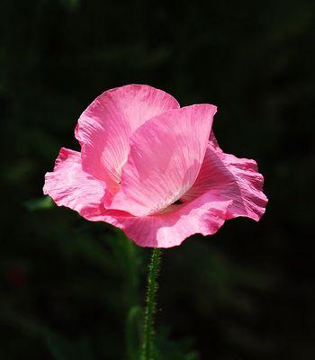 粉色虞美人象征着什么？