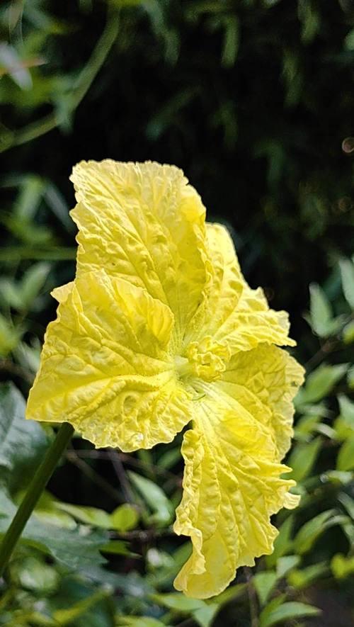 丝瓜的花语代表什么？