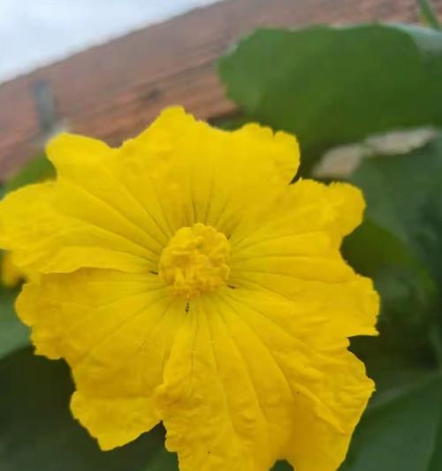 丝瓜的花语代表什么？