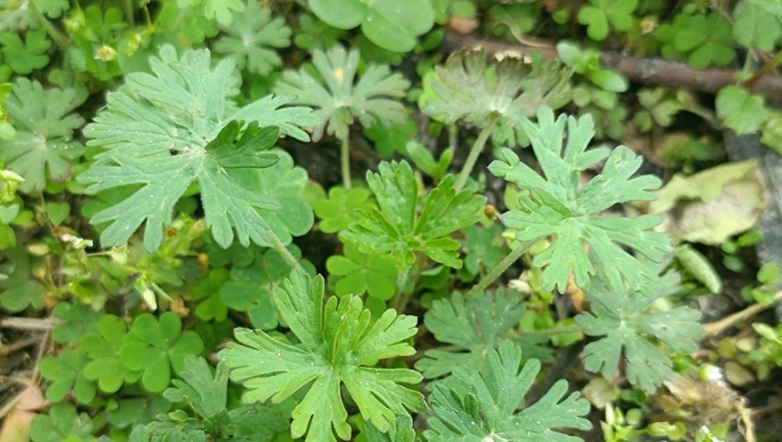 野老鹳草象征着什么？