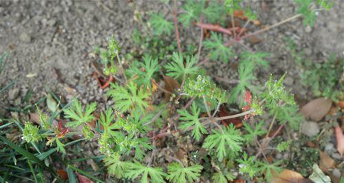 野老鹳草象征着什么？