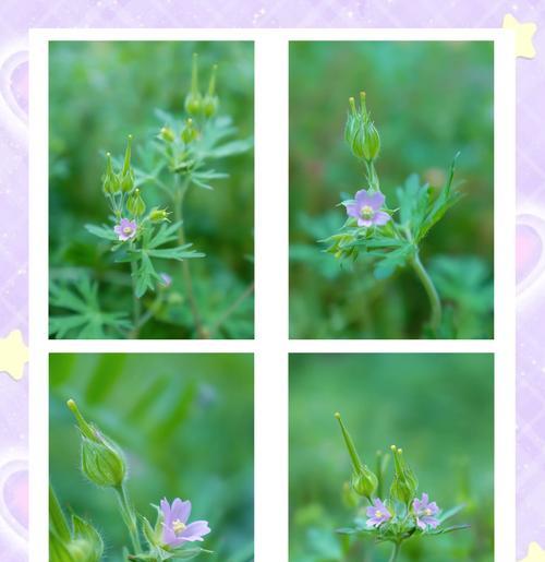野老鹳草象征着什么？