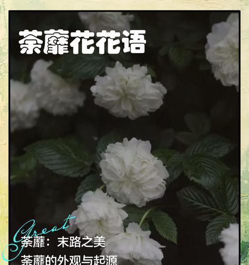 文化花语具体指什么？