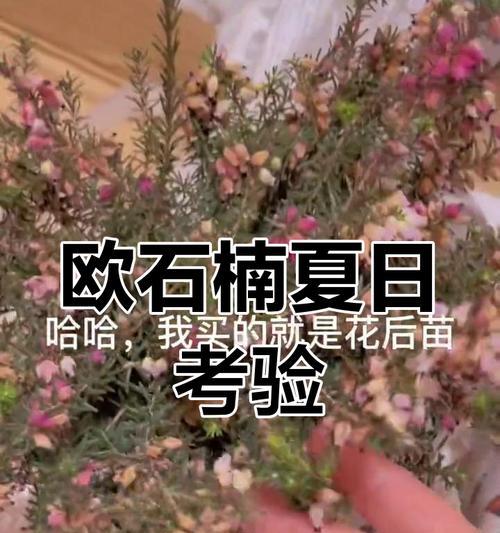 夏日欧石楠象征着什么？