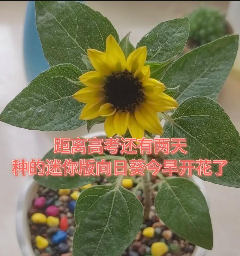 带来希望的花语是什么？如何用花语传递正能量？