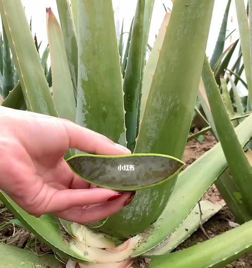 库拉索芦荟的花语有何深意？芦荟花语能带来好运吗？