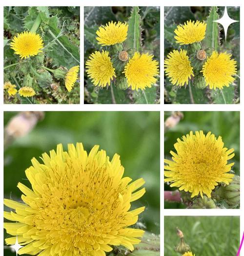 草莓蒲公英的花语是什么？它象征着什么？