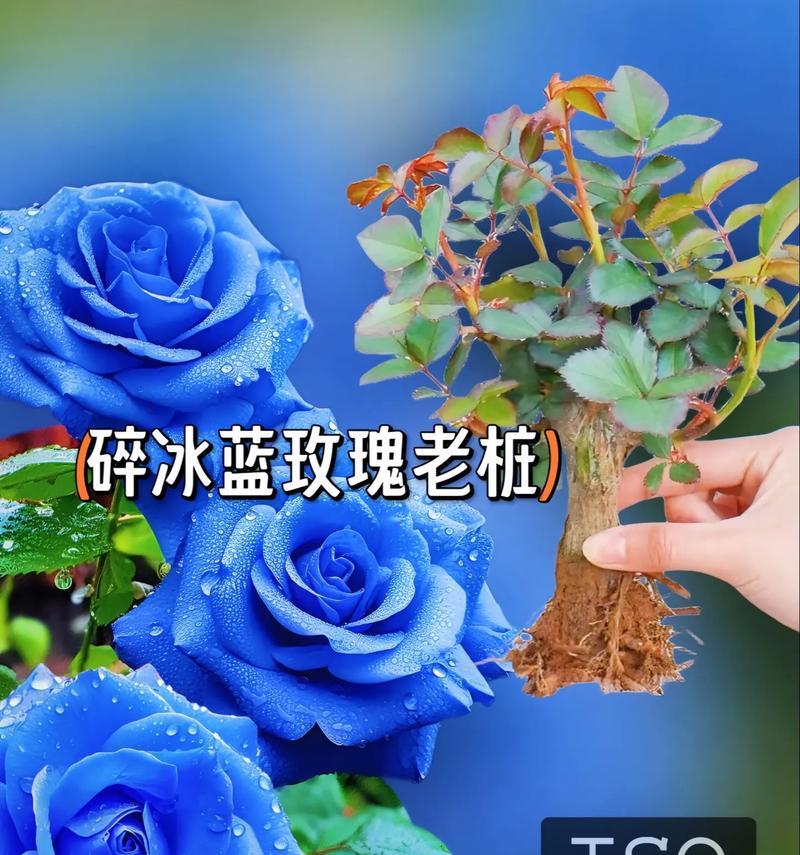 蓝色曼陀罗的花语代表什么？它有什么特别的含义吗？