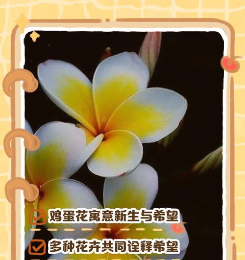 每个月份的花语都有哪些？日期与花语有何关联？