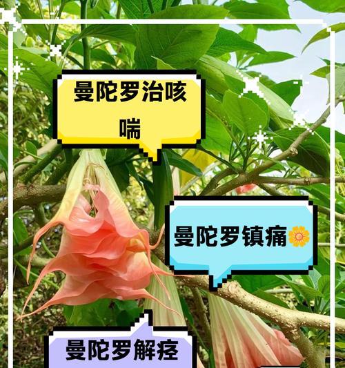 简短的曼陀罗花语是什么？如何快速了解其含义？