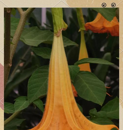 简短的曼陀罗花语是什么？如何快速了解其含义？