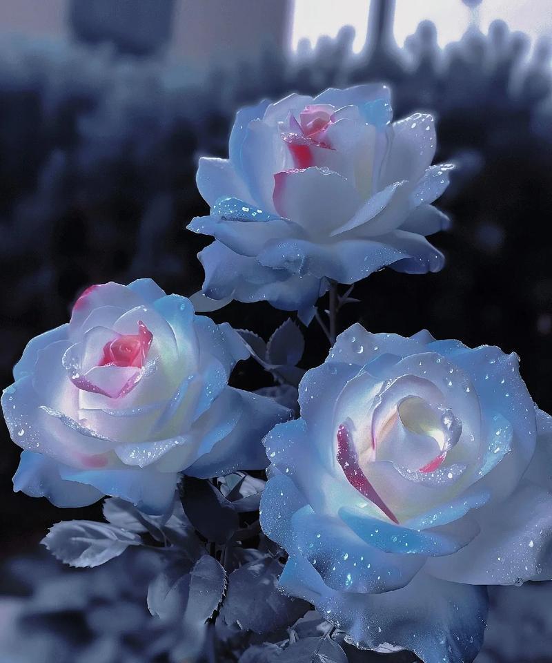 简短的曼陀罗花语是什么？如何快速了解其含义？