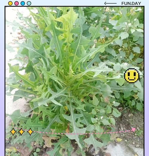 蒲公英花语背后有哪些传说？它象征着什么？