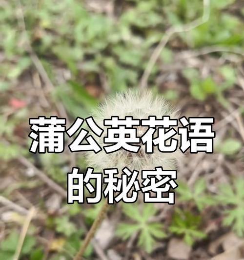 蒲公英花语背后有哪些传说？它象征着什么？