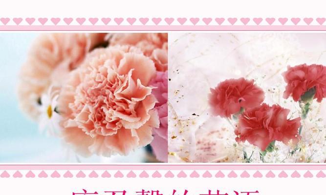 康乃馨的花语含义是什么？它在不同颜色下代表什么？