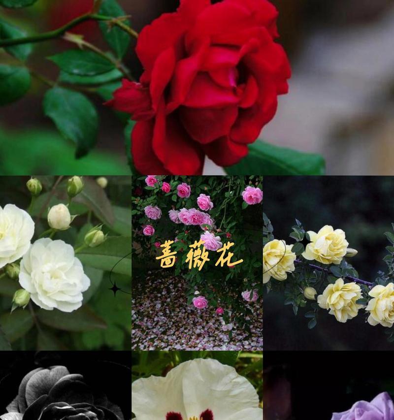 花语大全中树木的花语有哪些？它们各自代表什么？