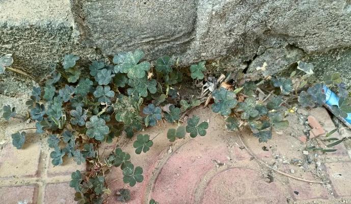 酢浆草不同颜色的花语有何不同？它们各自代表什么？