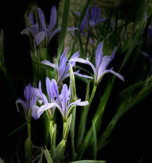 野生兰花的花语是什么？它在自然界中象征着什么？