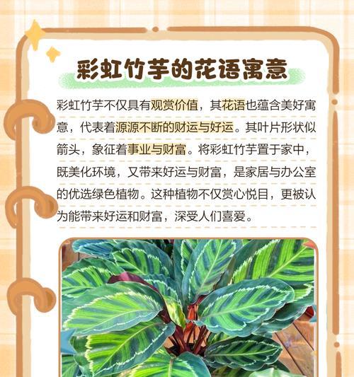 天鹅竹芋的花语是什么？它象征着怎样的情感？