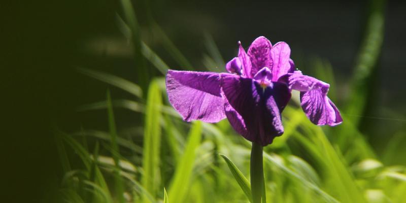 菖蒲的花语及其寓意是什么？它在传统中扮演什么角色？