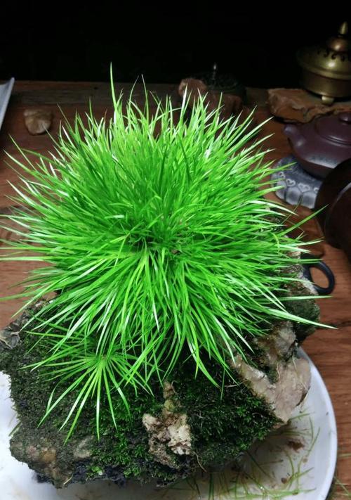 菖蒲的花语及其寓意是什么？它在传统中扮演什么角色？