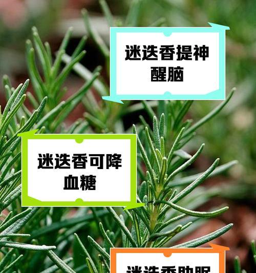 迷迭香花的花语有何深意？