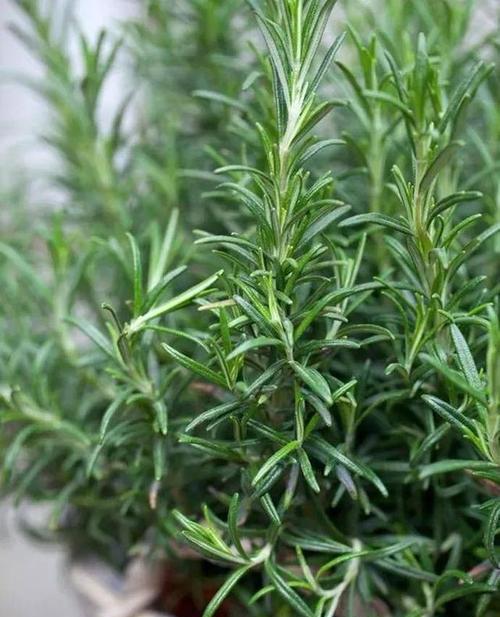 迷迭香花的花语有何深意？