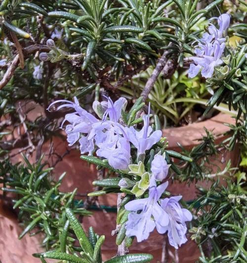 迷迭香花的花语有何深意？