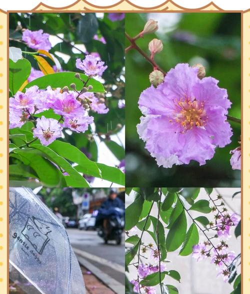 紫薇花的花语在诗词中如何表达？