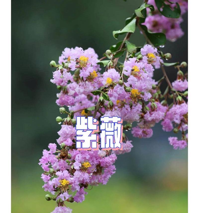 紫薇花的花语在诗词中如何表达？