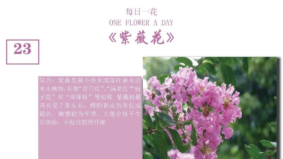 紫薇花的花语在诗词中如何表达？